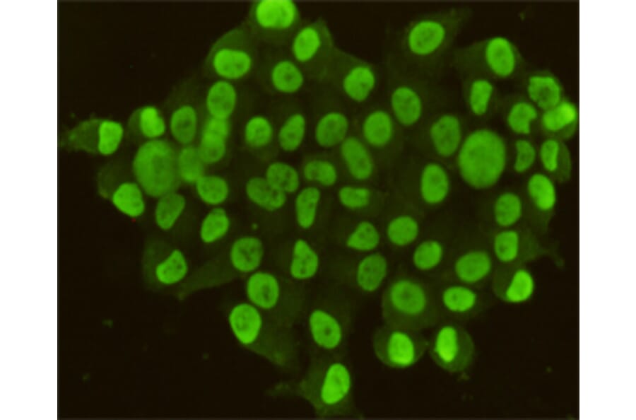 Immunocytochemistry - CDX2 Monoclonal Antibody from Signalway Antibody (27190) - Antibodies.com