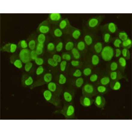 Immunocytochemistry - CDX2 Monoclonal Antibody from Signalway Antibody (27190) - Antibodies.com