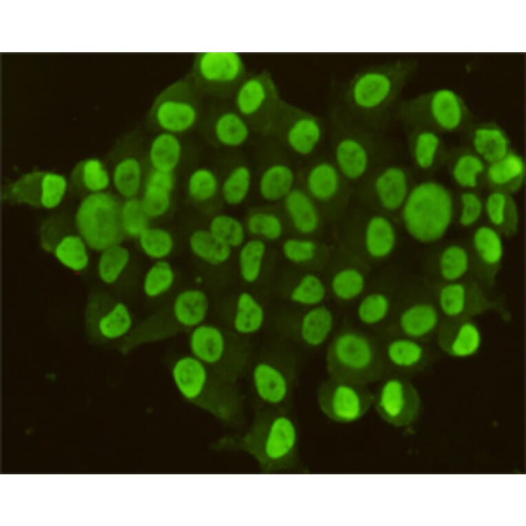 Immunocytochemistry - CDX2 Monoclonal Antibody from Signalway Antibody (27190) - Antibodies.com