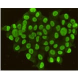 Immunocytochemistry - CDX2 Monoclonal Antibody from Signalway Antibody (27190) - Antibodies.com