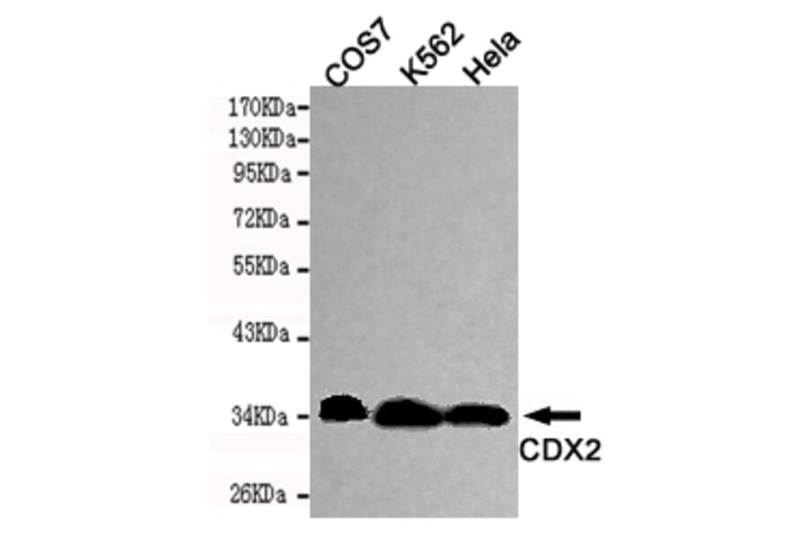 Western blot - CDX2 Monoclonal Antibody from Signalway Antibody (27190) - Antibodies.com