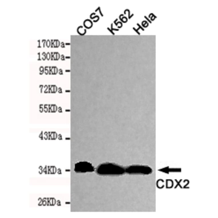 Western blot - CDX2 Monoclonal Antibody from Signalway Antibody (27190) - Antibodies.com