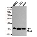 Western blot - CDX2 Monoclonal Antibody from Signalway Antibody (27190) - Antibodies.com