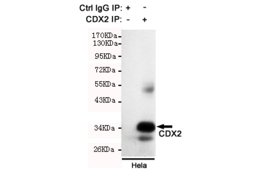 Immunoprecipitation - CDX2 Monoclonal Antibody from Signalway Antibody (27190) - Antibodies.com