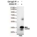 Immunoprecipitation - CDX2 Monoclonal Antibody from Signalway Antibody (27190) - Antibodies.com
