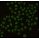 Immunocytochemistry - PCNA Monoclonal Antibody from Signalway Antibody (27211) - Antibodies.com