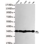 Western blot - PCNA Monoclonal Antibody from Signalway Antibody (27211) - Antibodies.com
