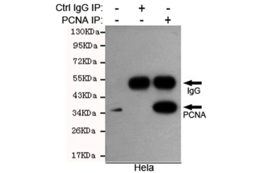 Immunoprecipitation - PCNA Monoclonal Antibody from Signalway Antibody (27211) - Antibodies.com