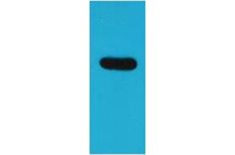 Western blot - ECFP Rabbit Polyclonal Antibody from Signalway Antibody (38077) - Antibodies.com