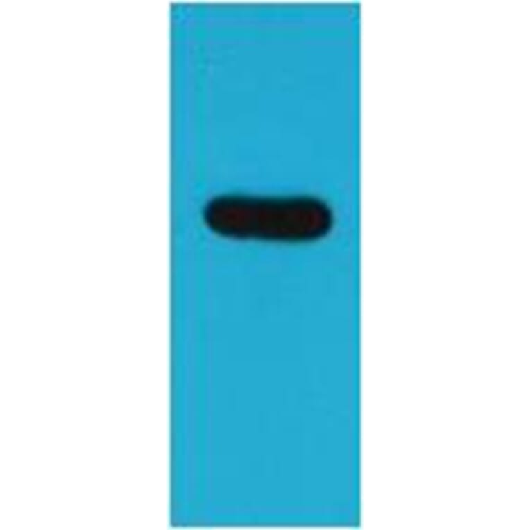 Western blot - ECFP Rabbit Polyclonal Antibody from Signalway Antibody (38077) - Antibodies.com