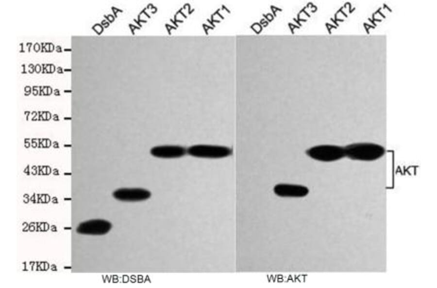total AKT Monoclonal Antibody from Signalway Antibody (27174) - Antibodies.com
