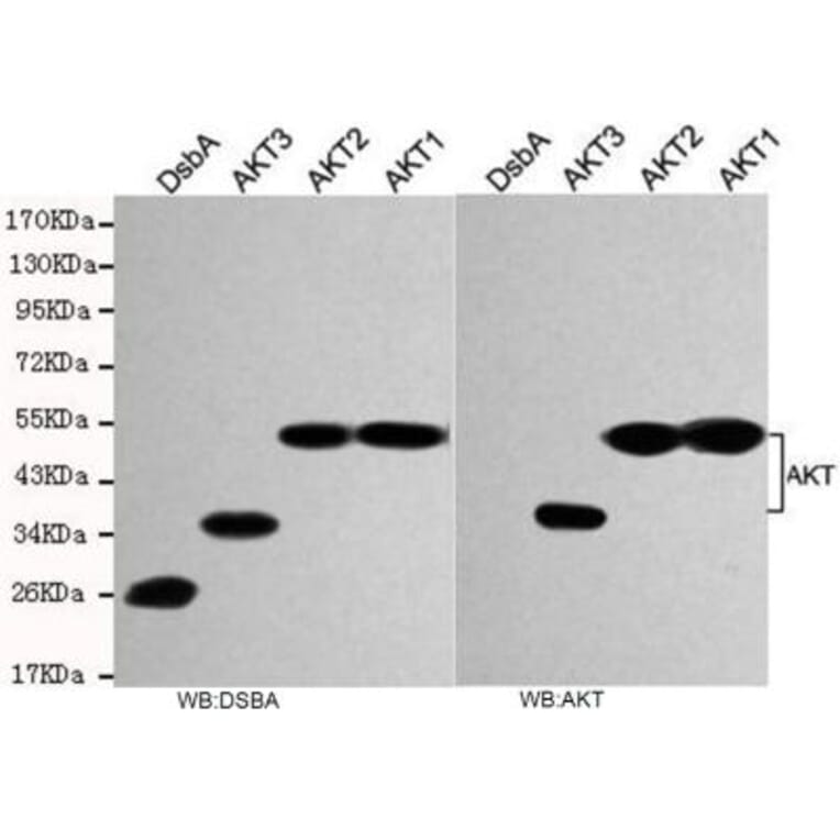 total AKT Monoclonal Antibody from Signalway Antibody (27174) - Antibodies.com