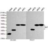 total AKT Monoclonal Antibody from Signalway Antibody (27174) - Antibodies.com