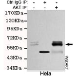 Immunoprecipitation - total AKT Monoclonal Antibody from Signalway Antibody (27174) - Antibodies.com