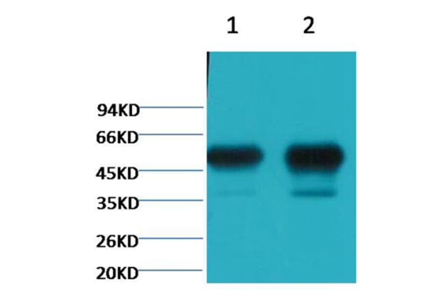 Western blot - β II tubulin Mouse Monoclonal Antibody (Rodent Preferred) from Signalway Antibody (38092)