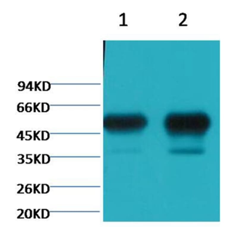 Western blot - β II tubulin Mouse Monoclonal Antibody (Rodent Preferred) from Signalway Antibody (38092)