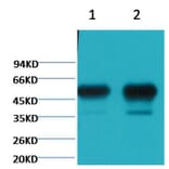Western blot - β II tubulin Mouse Monoclonal Antibody (Rodent Preferred) from Signalway Antibody (38092)