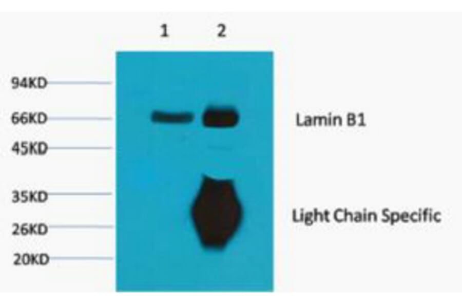 Lamin B1 Monoclonal Antibody from Signalway Antibody (40413) - Antibodies.com