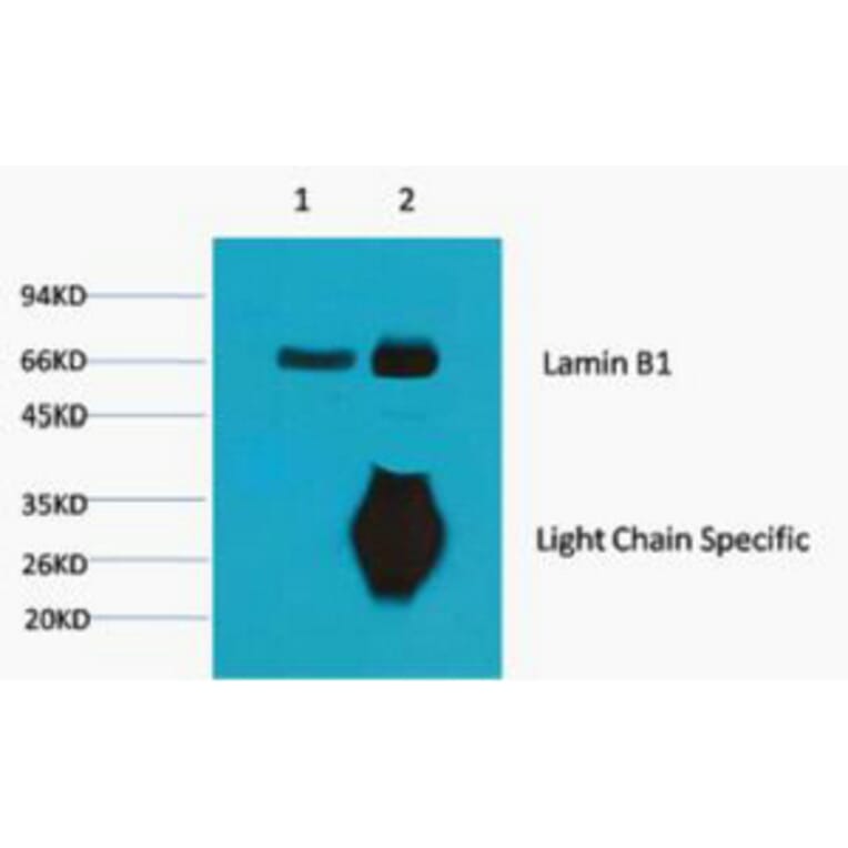 Lamin B1 Monoclonal Antibody from Signalway Antibody (40413) - Antibodies.com