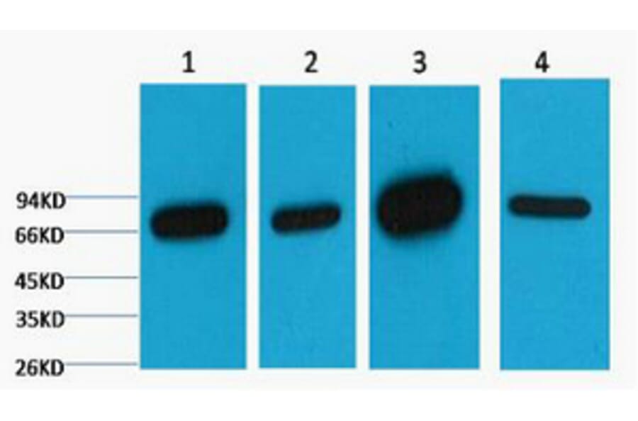 Western blot - Lamin B1 Monoclonal Antibody from Signalway Antibody (40413) - Antibodies.com
