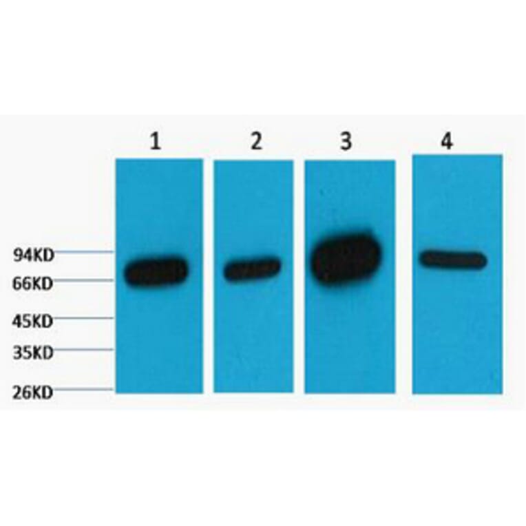 Western blot - Lamin B1 Monoclonal Antibody from Signalway Antibody (40413) - Antibodies.com