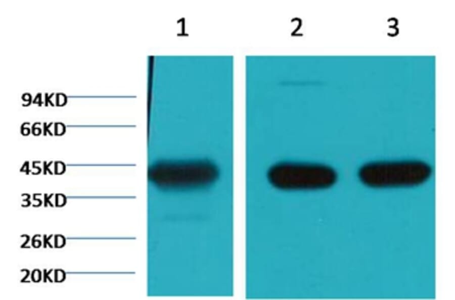 Western blot - α Skeletal Muslce Actin Mouse Monoclonal Antibody (4B11) from Signalway Antibody (38090)
