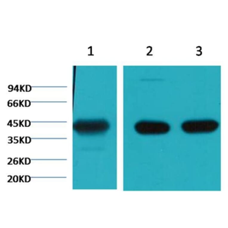 Western blot - α Skeletal Muslce Actin Mouse Monoclonal Antibody (4B11) from Signalway Antibody (38090)