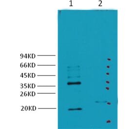 Western blot - Carbonic Anhydrase IX Mouse Monoclonal Antibody from Signalway Antibody (38033) - Antibodies.com