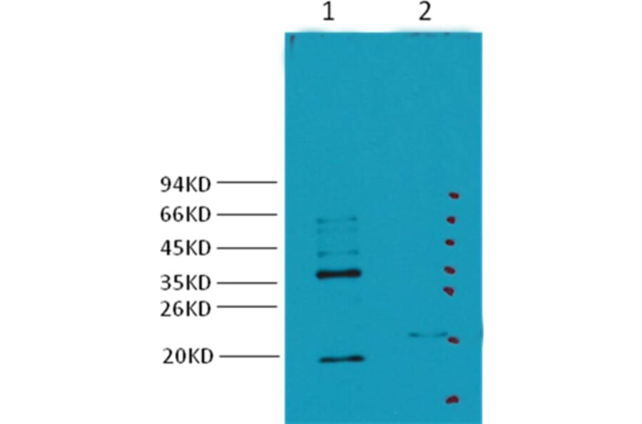 Western blot - Carbonic Anhydrase IX Mouse Monoclonal Antibody from Signalway Antibody (38033) - Antibodies.com