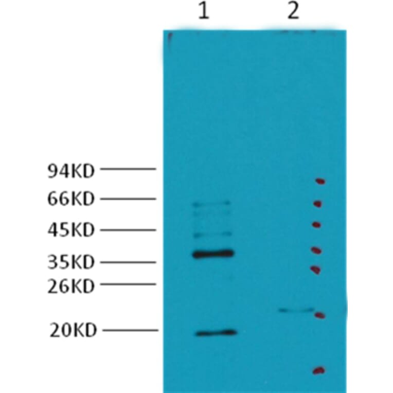 Western blot - Carbonic Anhydrase IX Mouse Monoclonal Antibody from Signalway Antibody (38033) - Antibodies.com