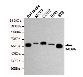 Western blot - RAD9A Monoclonal Antibody from Signalway Antibody (27193) - Antibodies.com
