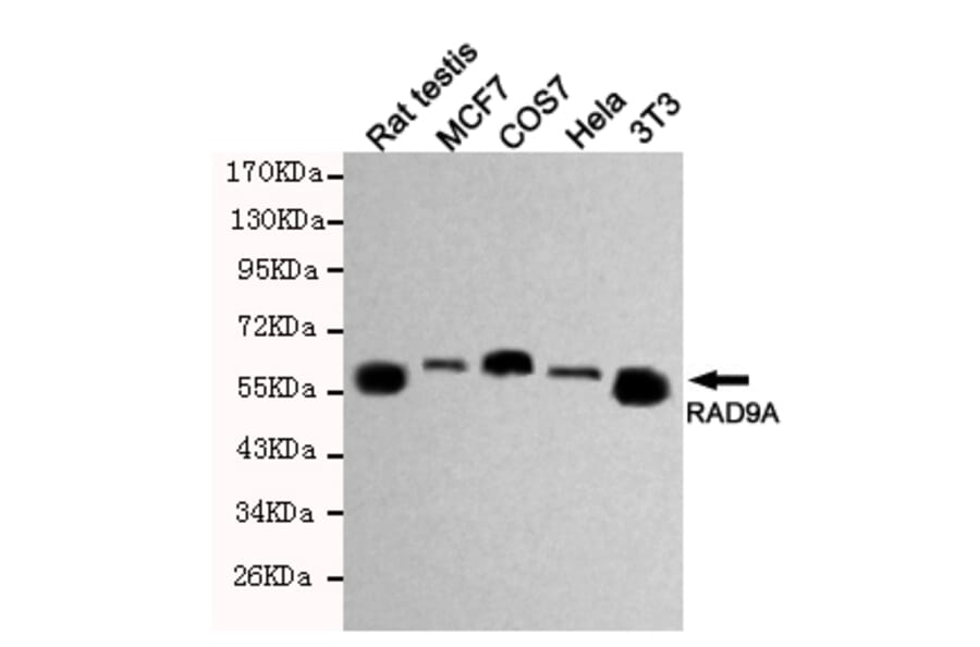 Western blot - RAD9A Monoclonal Antibody from Signalway Antibody (27193) - Antibodies.com