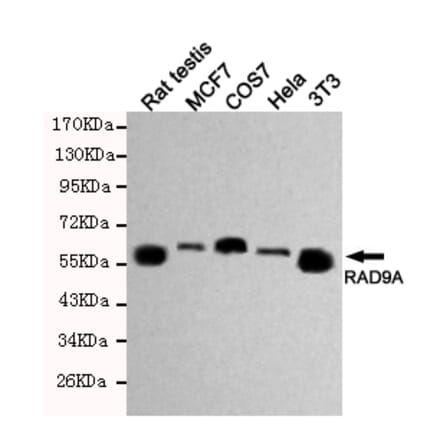 Western blot - RAD9A Monoclonal Antibody from Signalway Antibody (27193) - Antibodies.com