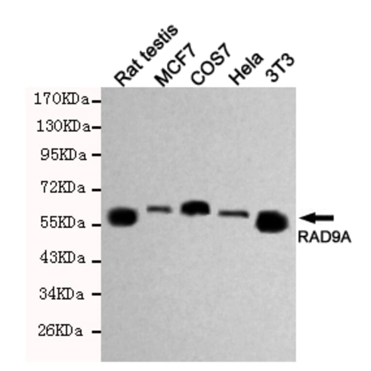 Western blot - RAD9A Monoclonal Antibody from Signalway Antibody (27193) - Antibodies.com