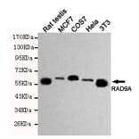 Western blot - RAD9A Monoclonal Antibody from Signalway Antibody (27193) - Antibodies.com
