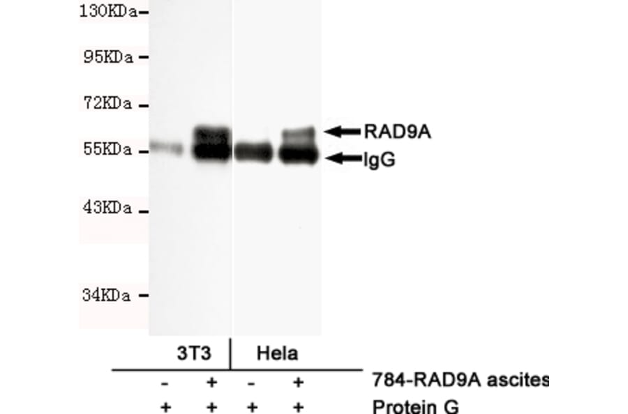 Immunoprecipitation - RAD9A Monoclonal Antibody from Signalway Antibody (27193) - Antibodies.com