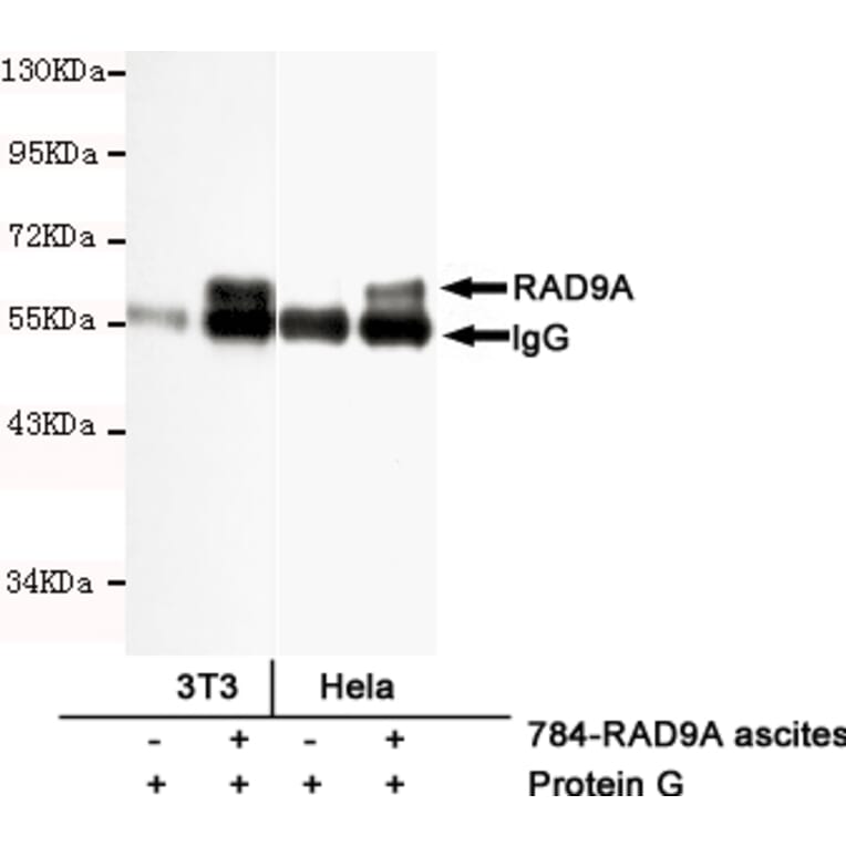 Immunoprecipitation - RAD9A Monoclonal Antibody from Signalway Antibody (27193) - Antibodies.com