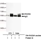 Immunoprecipitation - RAD9A Monoclonal Antibody from Signalway Antibody (27193) - Antibodies.com