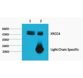 XRCC4 Monoclonal Antibody from Signalway Antibody (40455) - Antibodies.com
