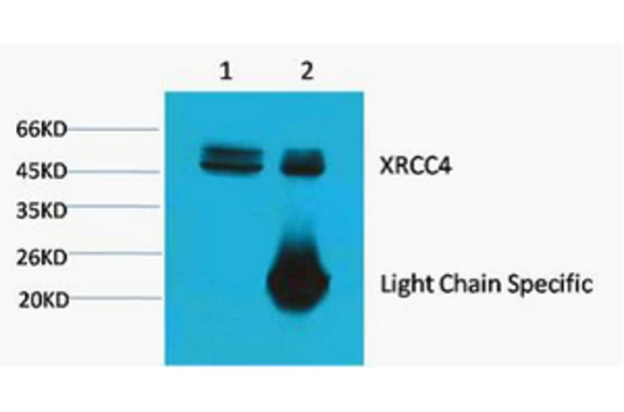 XRCC4 Monoclonal Antibody from Signalway Antibody (40455) - Antibodies.com