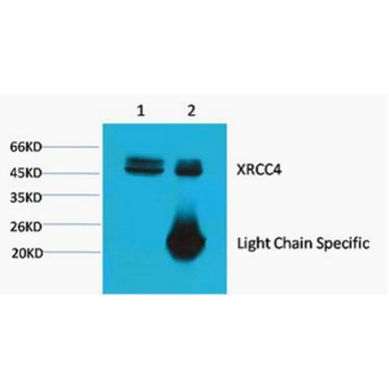 XRCC4 Monoclonal Antibody from Signalway Antibody (40455) - Antibodies.com