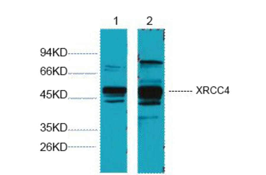 Western blot - XRCC4 Monoclonal Antibody from Signalway Antibody (40455) - Antibodies.com