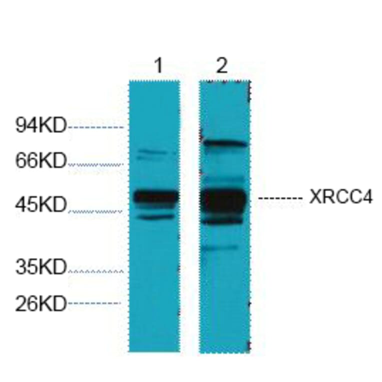 Western blot - XRCC4 Monoclonal Antibody from Signalway Antibody (40455) - Antibodies.com