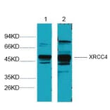 Western blot - XRCC4 Monoclonal Antibody from Signalway Antibody (40455) - Antibodies.com