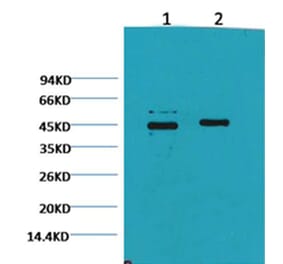 Western blot - Caspase 9 Mouse Monoclonal Antibody from Signalway Antibody (38034) - Antibodies.com
