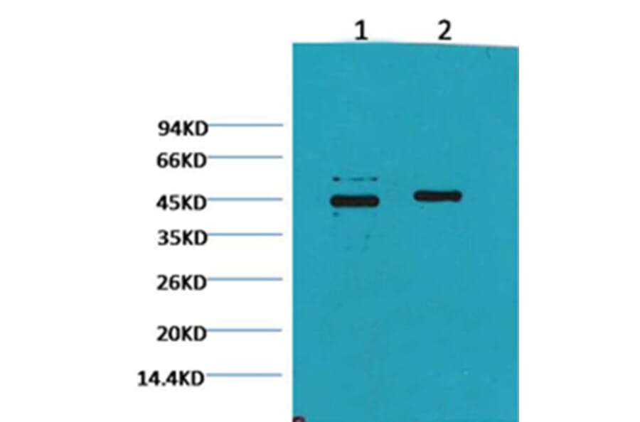 Western blot - Caspase 9 Mouse Monoclonal Antibody from Signalway Antibody (38034) - Antibodies.com