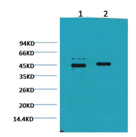 Western blot - Caspase 9 Mouse Monoclonal Antibody from Signalway Antibody (38034) - Antibodies.com