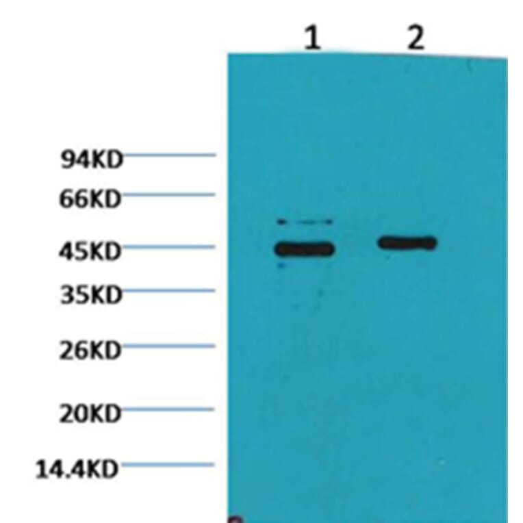 Western blot - Caspase 9 Mouse Monoclonal Antibody from Signalway Antibody (38034) - Antibodies.com