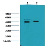 Western blot - Caspase 9 Mouse Monoclonal Antibody from Signalway Antibody (38034) - Antibodies.com