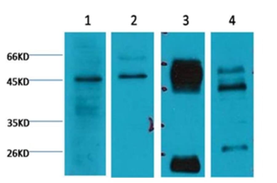 Western blot - Caspase 9 Mouse Monoclonal Antibody from Signalway Antibody (38034) - Antibodies.com